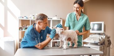 L’hygiène dentaire chez les animaux de compagnie, une pratique fondamentale.