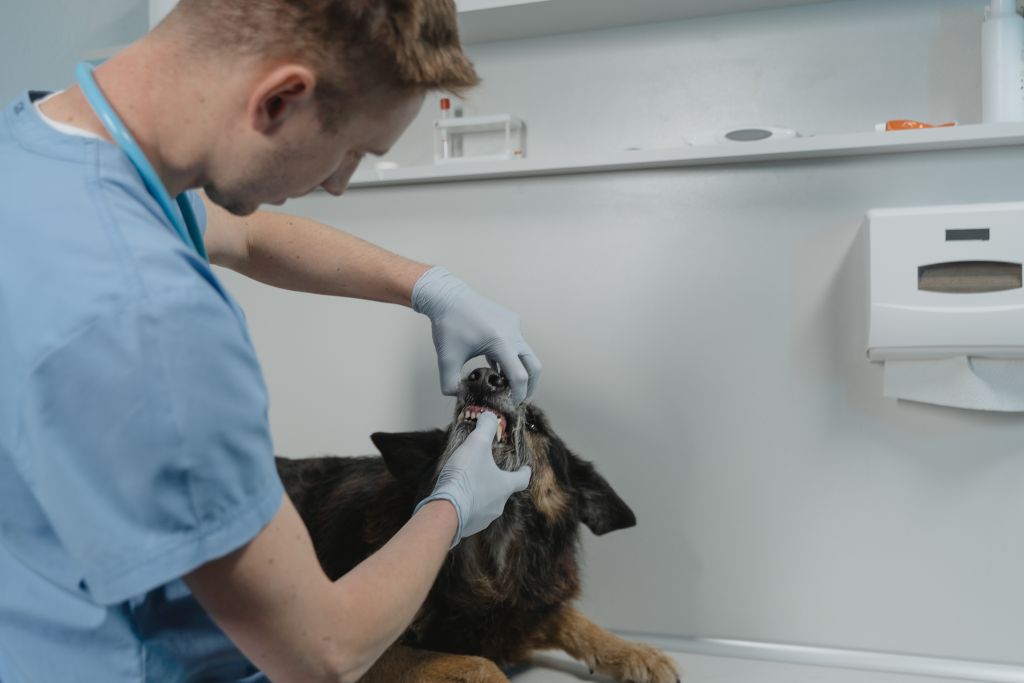 dentisterie veterinaire vet x 1024x683