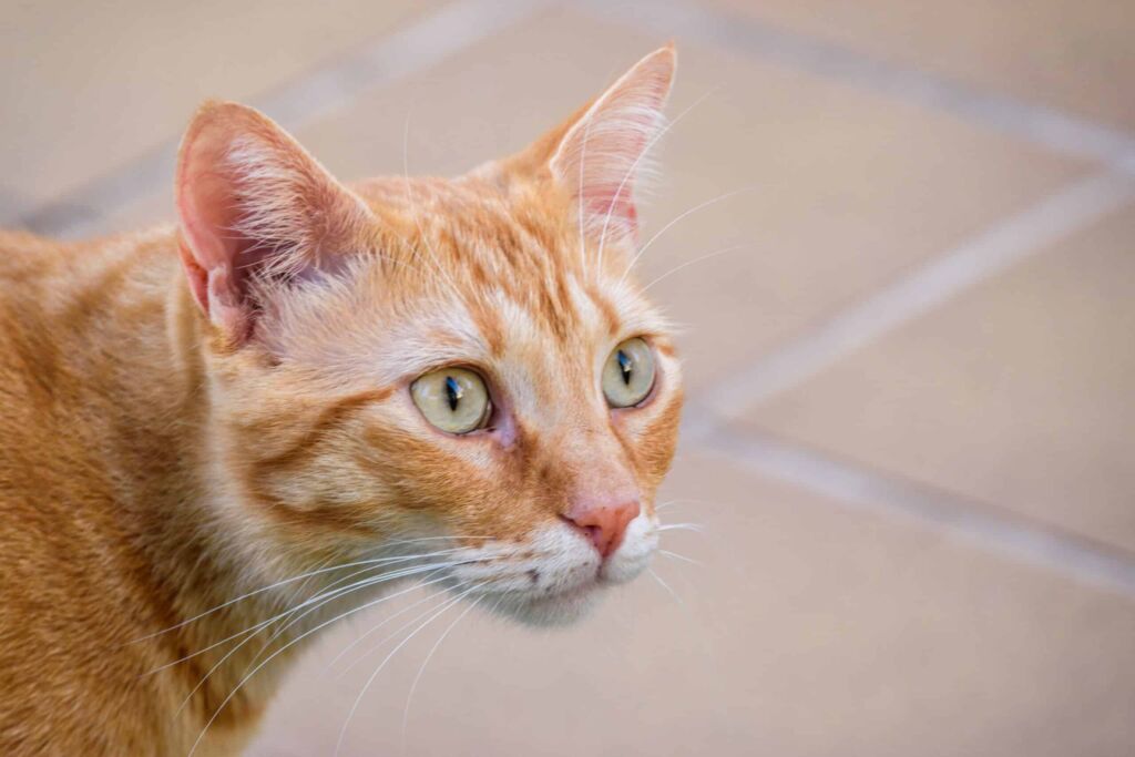 Romeo, een kat met letsel aan de achterpoten.