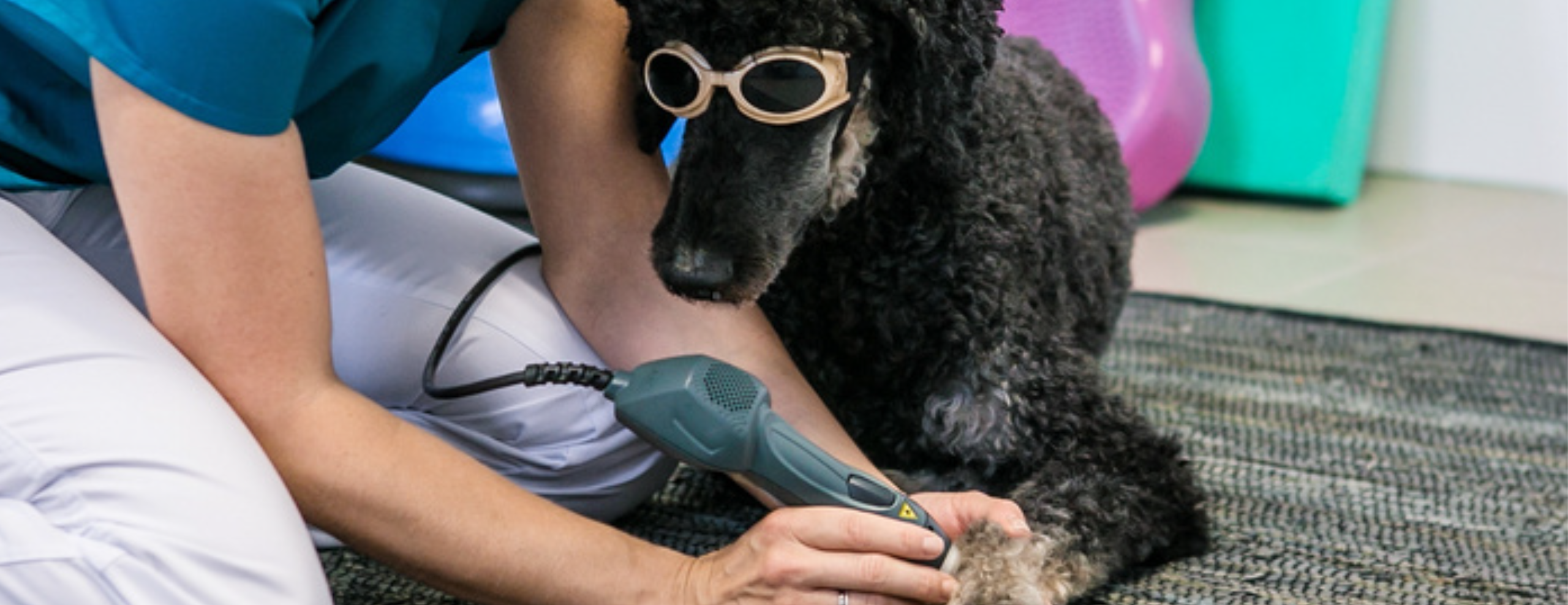 Comment fonctionne la physiothérapie en médecine vétérinaire ? 