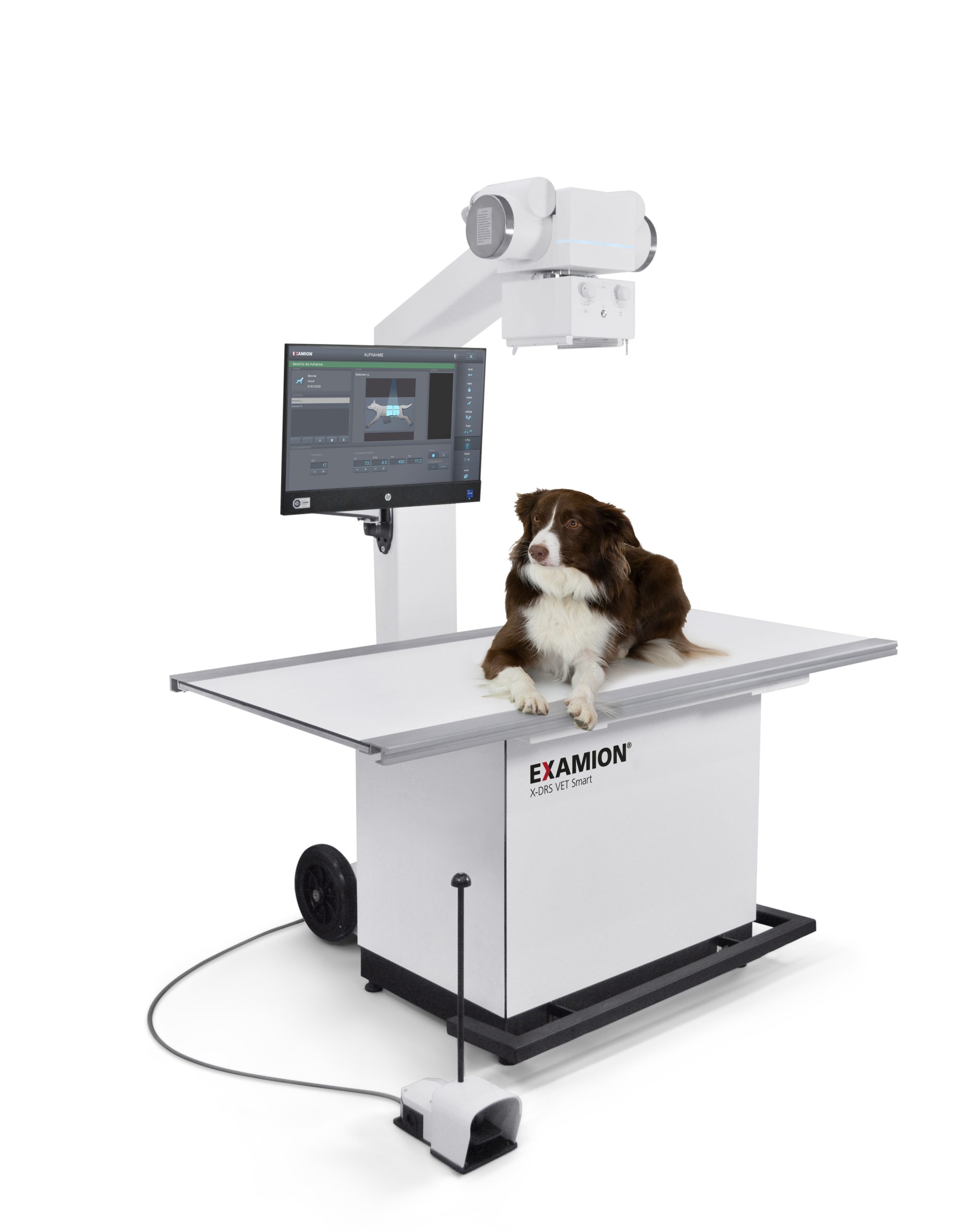 vet smart schräg hund